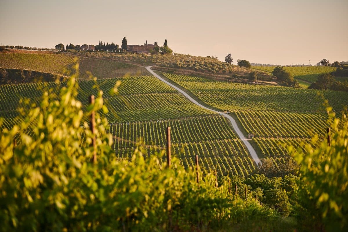 Rows of vines on a Tuscan hillside in the Chianti wine region