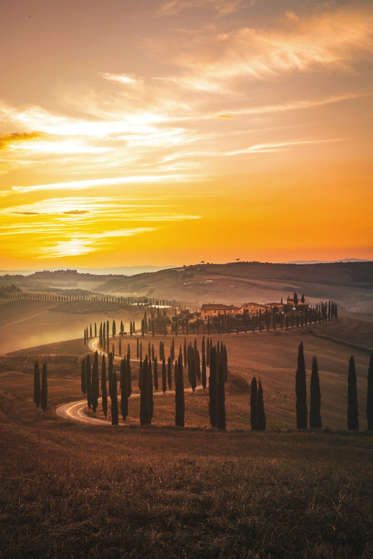 Cypress trees beside a country road in Tuscany at sunset